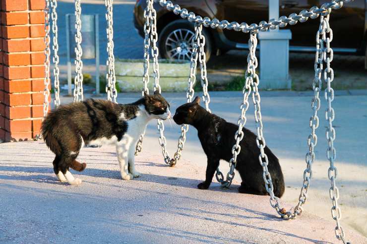 gatto ferito litigio tra gatti