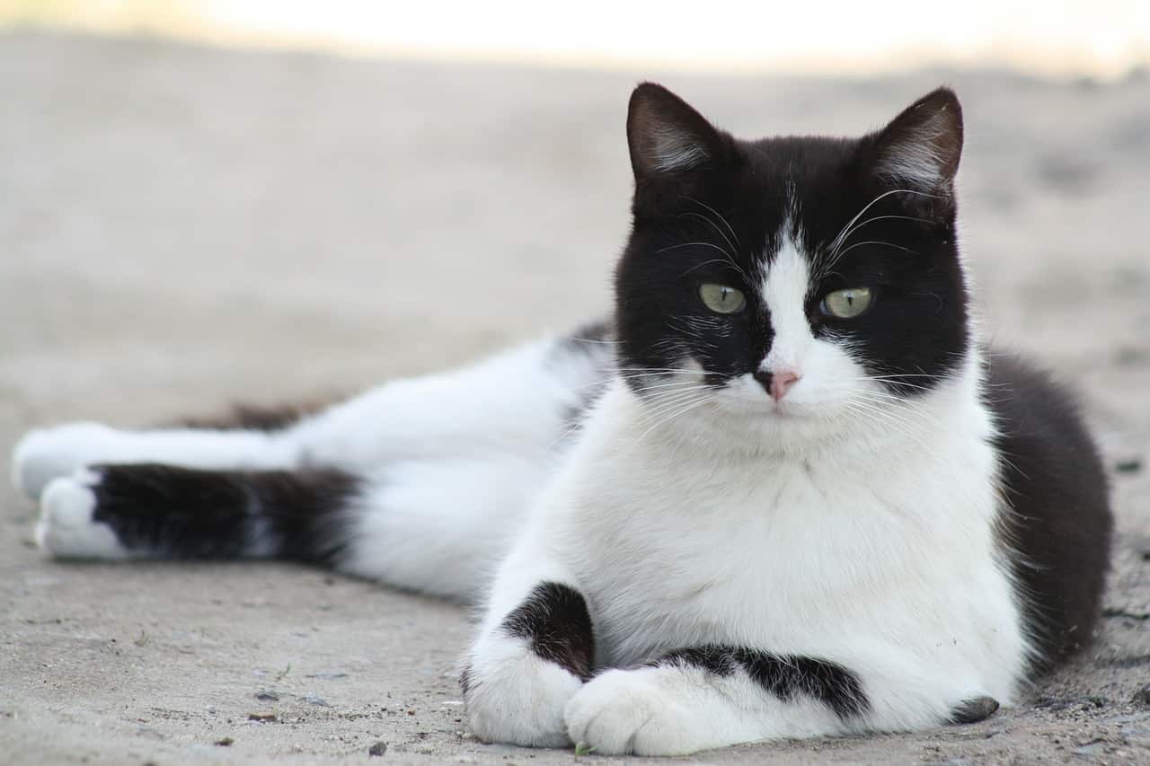 Gatto bianco e nero (Foto Pixabay)