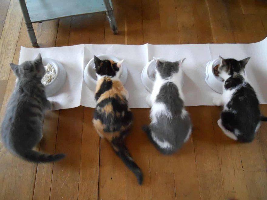 ricette per gatti