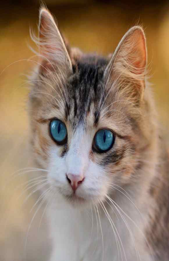 La bellezza del gatto (Foto Pixabay)