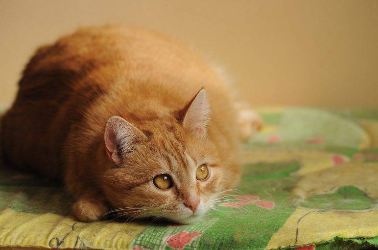 anemia gatto rimedi naturali