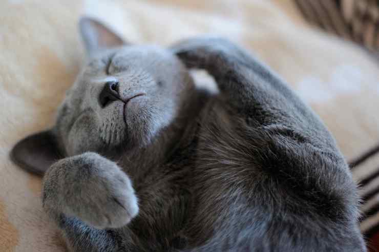 Gatto rilassato (Foto Pixabay)