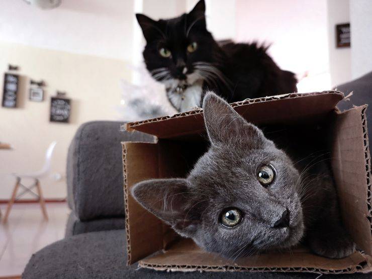 gatti amano scatole