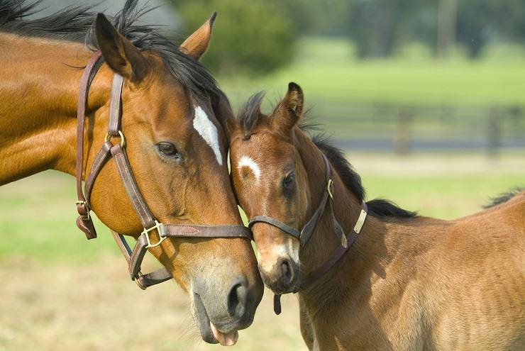 Calcolare L Eta Del Cavallo E La Tabella Rispetto All Eta Dell Uomo