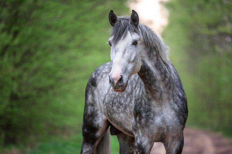 come vede il cavallo