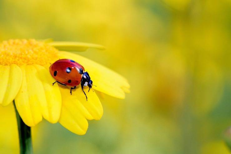 coccinella su fiore