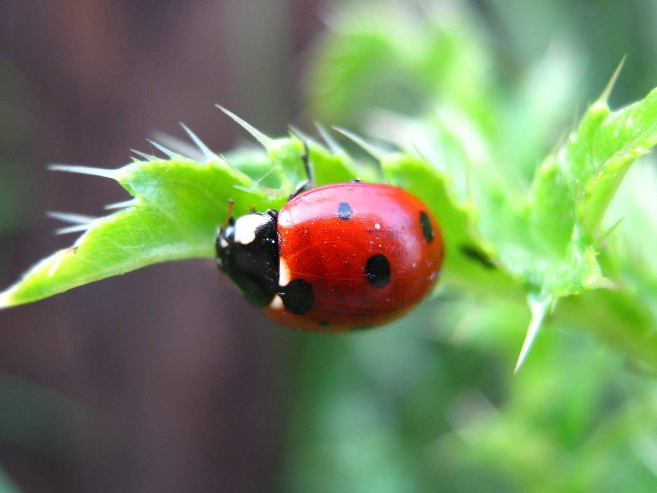 piante che attirano le coccinelle