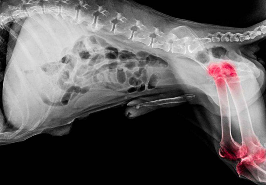 radiografia al cane