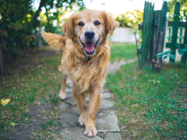 smartosso salute cane app tecnologia italiana