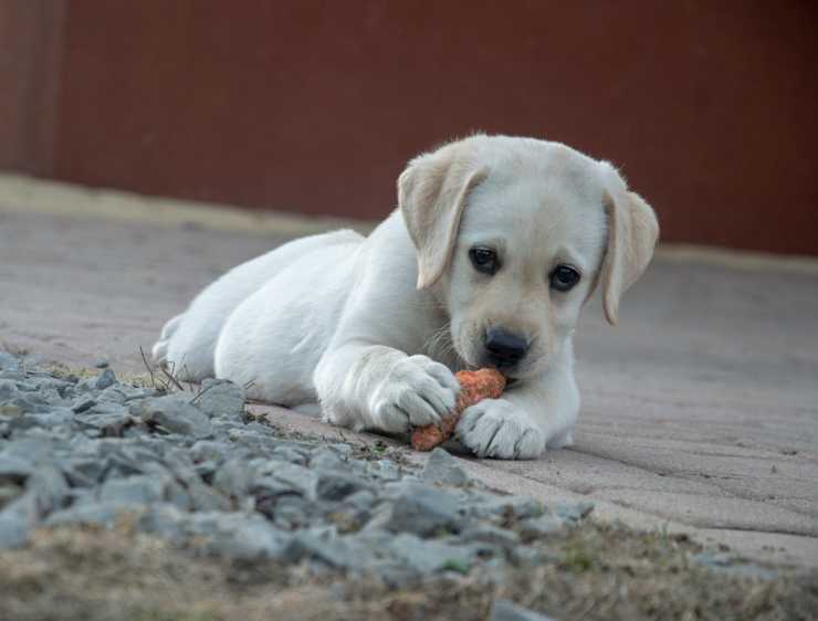 Cucciolo che mangia (Foto Pixabay)