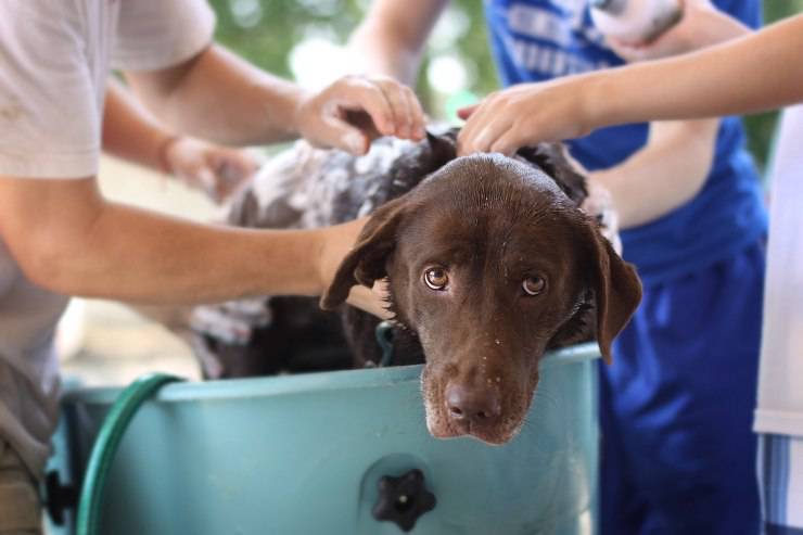 cane paura bagno