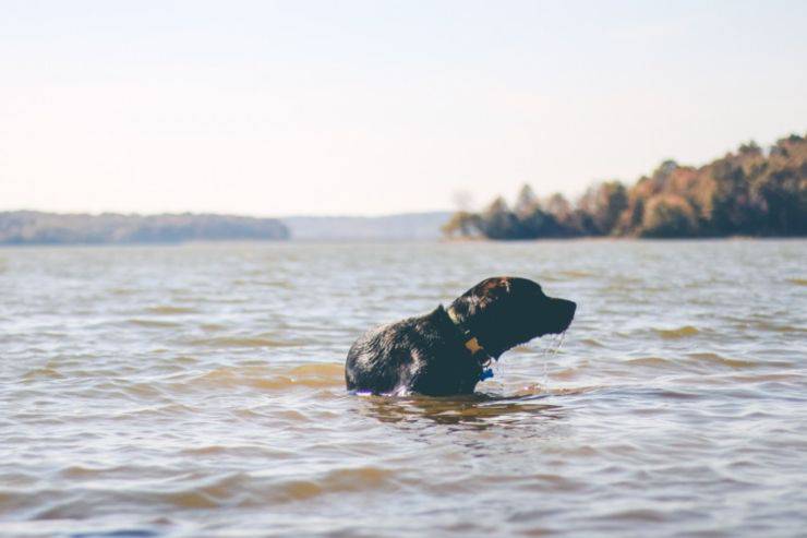 cane in pericolo fiume