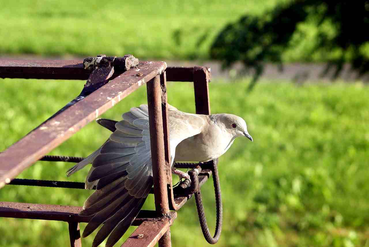 6 Dissuasori Per Uccelli Trasparenti 1,8 M - Picchetti Anti Uccello In Plastica Con Viti E Fascette, Per Esterni, Tetti E Balconi