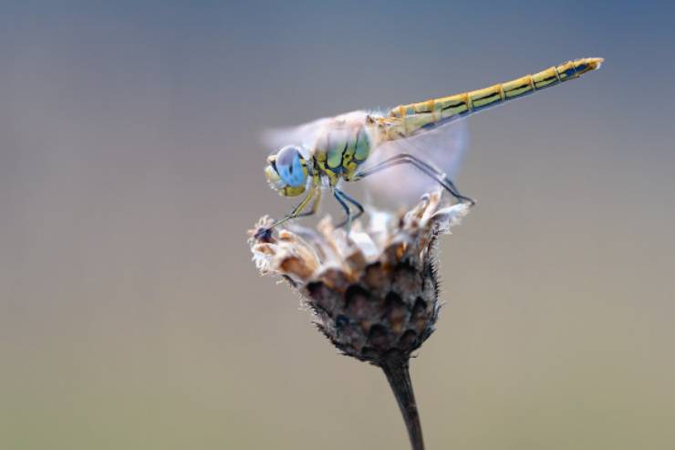 Libellula