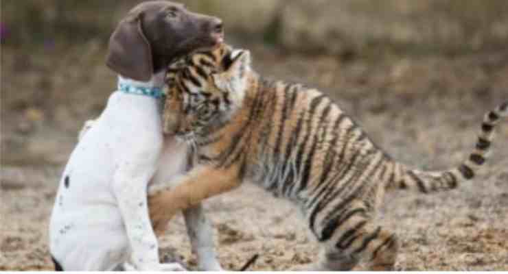 La tigre e il cane giocano (Foto You Tube/Barcoft TV)