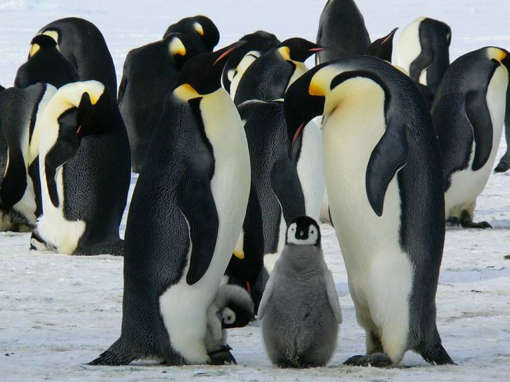 famiglia pinguini