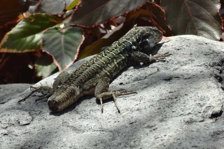 Perché La Coda Della Lucertola Si Muove Da Sola