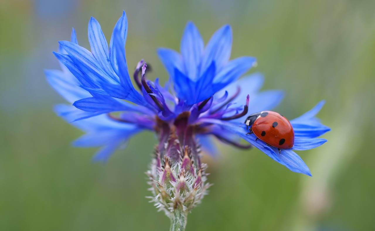 piante che attirano le coccinelle