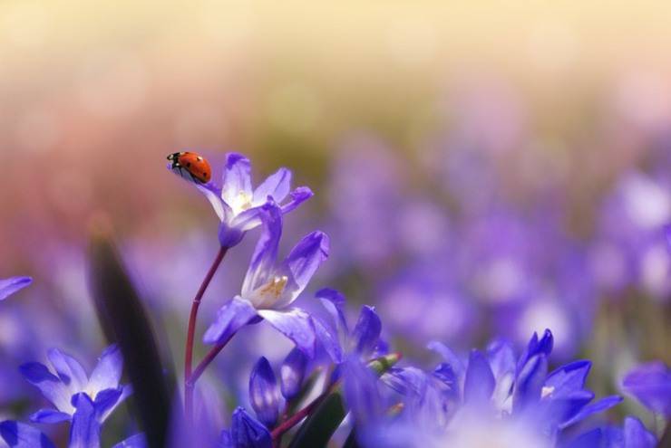 curiosita sulle coccinelle