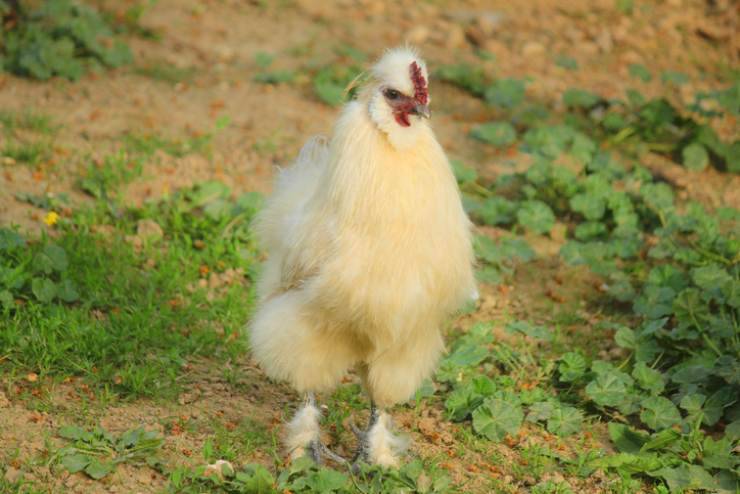 gallina Moroseta