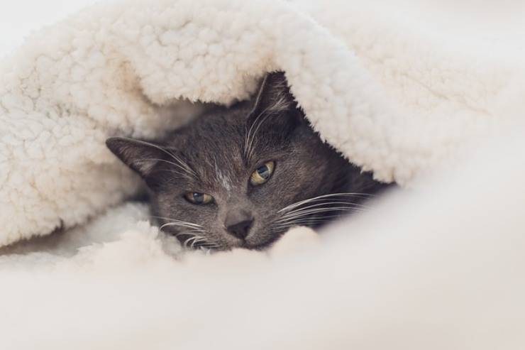 gatto anziano ha freddo