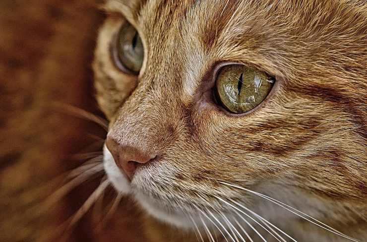 gatto occhi rossi