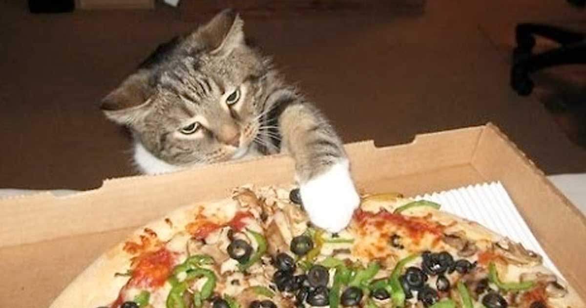 gatto puo mangiare la pizza