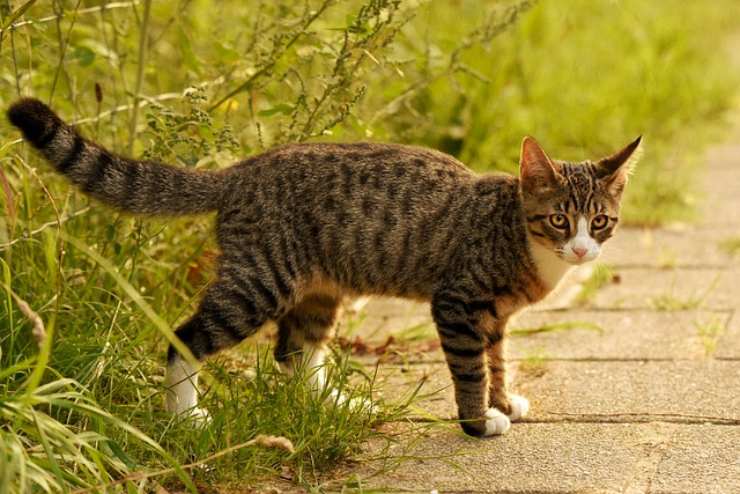 Gatto Soriano O Meticcio Caratteristiche E Personalit 