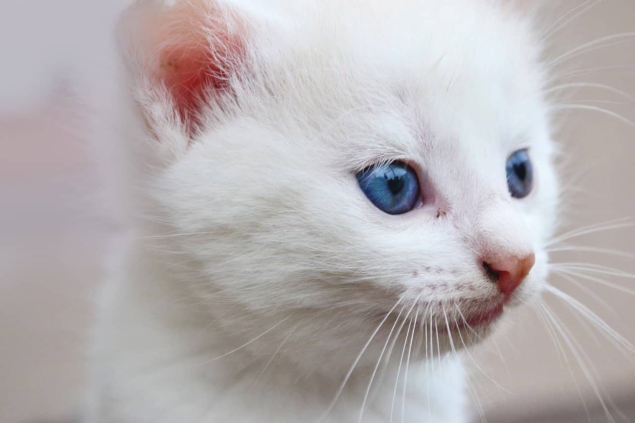 Nomi per gatti bianchi
