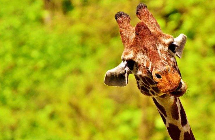 curiosita sulla giraffa