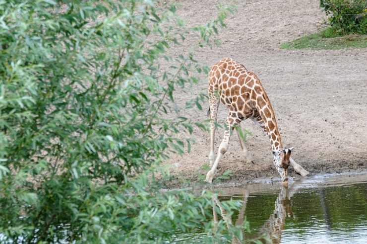 giraffa beve