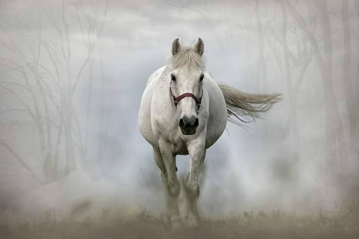 Cavallo bianco (Foto Pixabay)