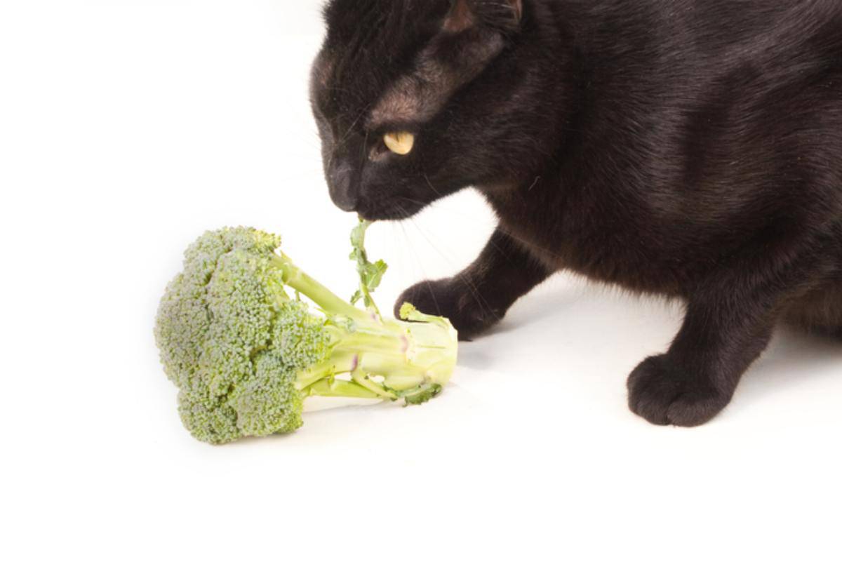 gatto puo mangiare i broccoli 