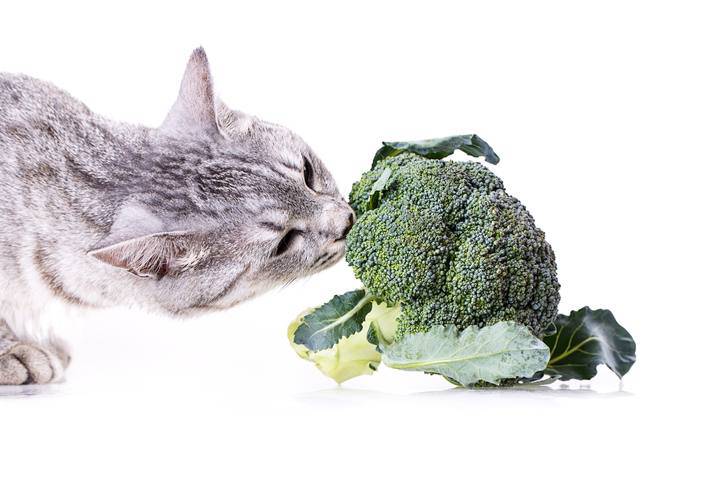 gatto puo mangiare i broccoli