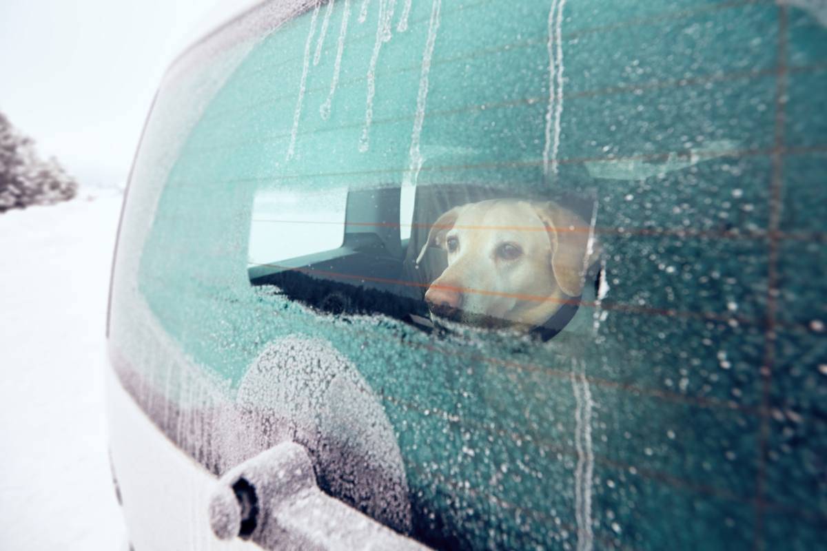 Lasciare il cane in macchina in inverno: rischi e pericoli connessi