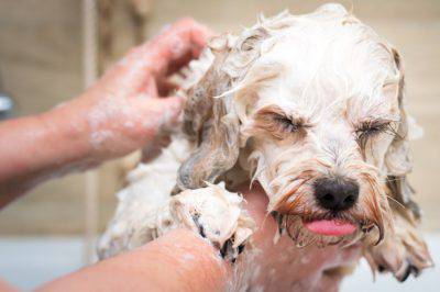 cane paura bagno acqua