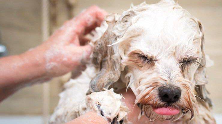 cane bagno