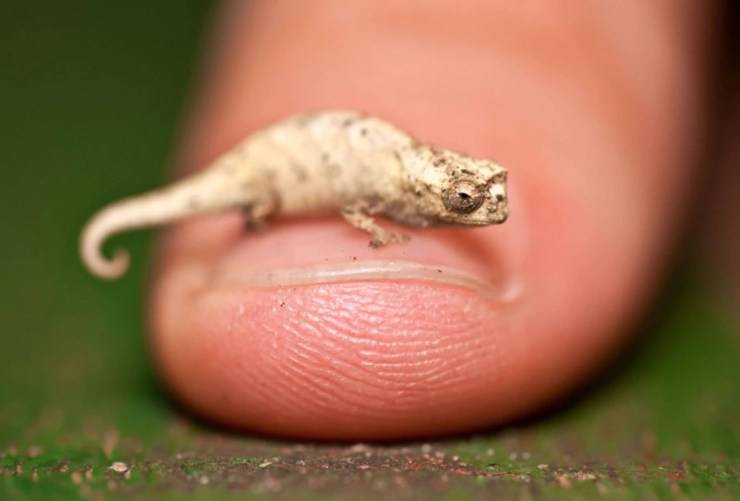 Camaleonte Brookesia