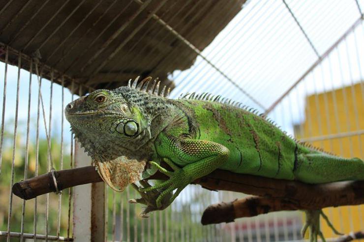 iguana femmina o maschio