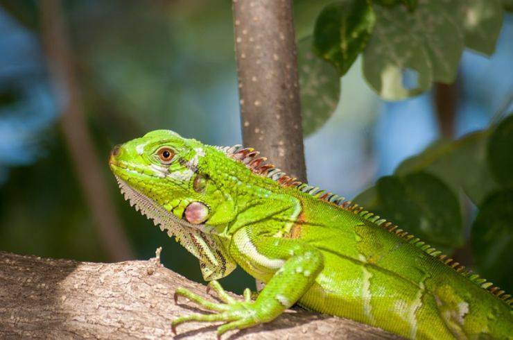 malattie dell iguana