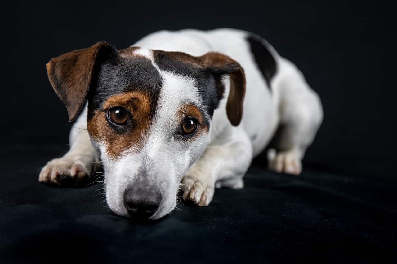 Cagnolina triste (Foto Pixabay)