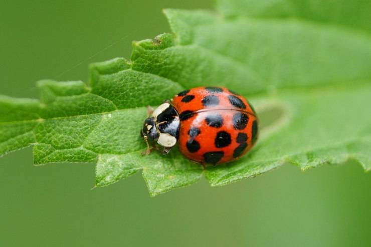 coccinelle