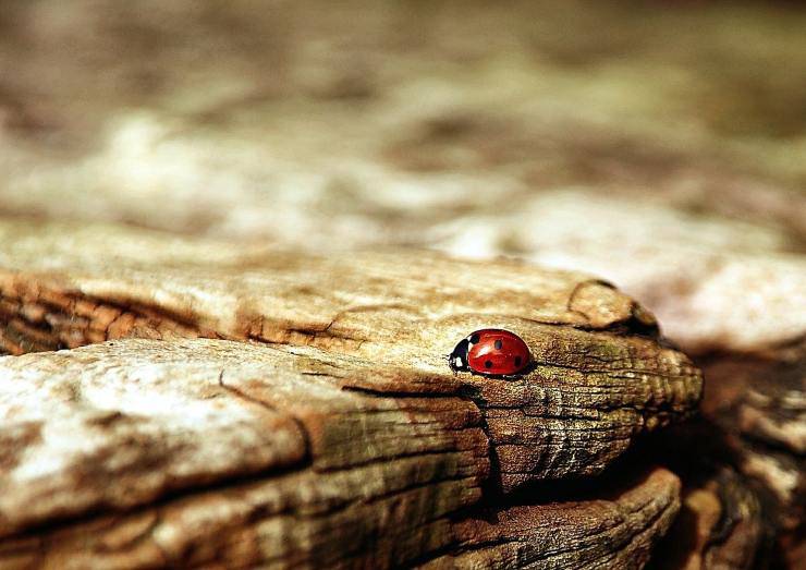 coccinella cerca rifugio