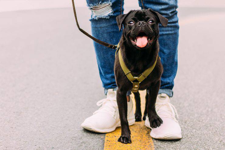 passeggiata cane divertente