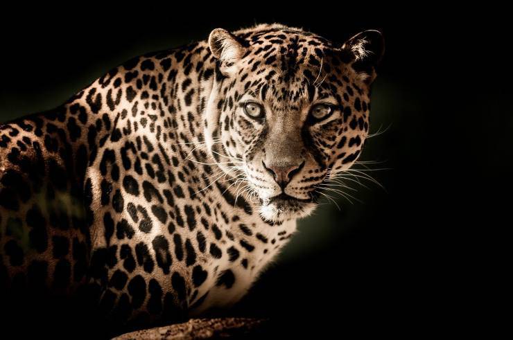 Leopardo