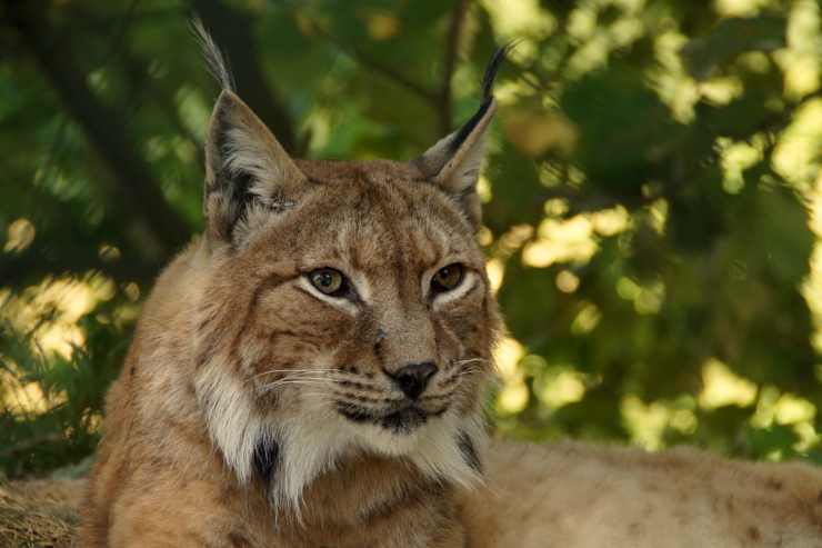 La bellezza della lince (Foto Pixabay)