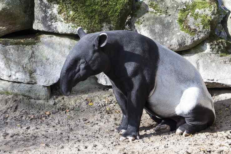 Animali Con La T In Italiano E In Inglese Lelenco Completo