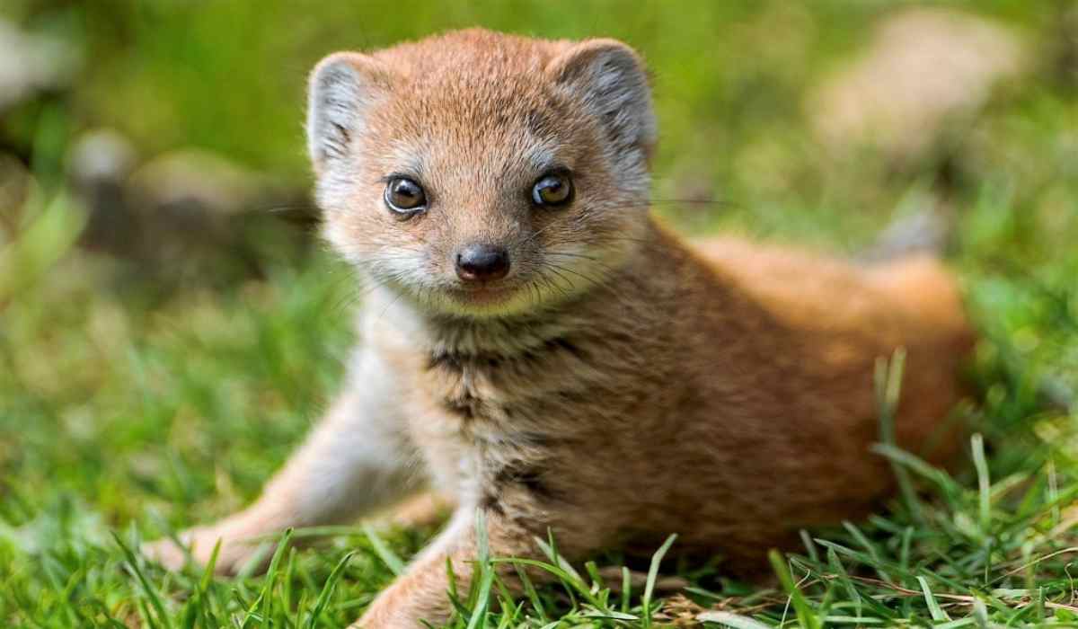 Strage di manguste, il reato che non conosce sosta