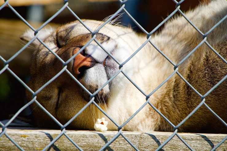 Sonno del gatto