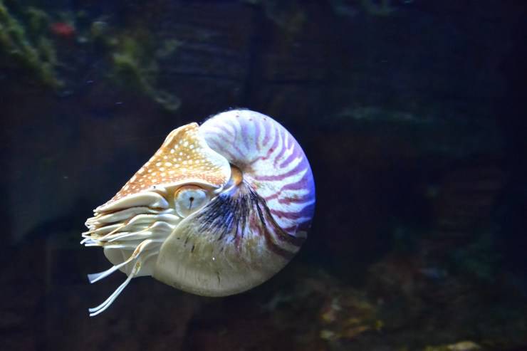 Nautilo